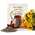 Sunflower Seeds - Perennial Heirloom Abundant Blooms, Free Shipping, Maximilian