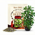 Grande Rio Verde Tomatillo Seeds 50 Ct Vegetable Heirloom NON-GMO USA