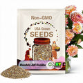 Double Jill  Dahlia Seeds - Attracts Pollinators, Long Blooming Season, Vibrant Colors, Excellent Cut Flower, Plant in Spring