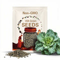 Premier Kale Seeds 300+ Early Hanover Vegetable Garden NON-GMO USA