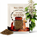 Wild Cherry Tree Seeds (Prunus Serotina)