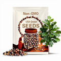 Pin Oak acorns seeds for planting tested Quercus palustris easy tree fresh harvest 2025
