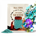 Turquoise Lagoon Semi Dwarf Sweet Pea Seeds: Fragrant Garden Blooms - 50 Seeds