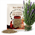 20 MEDITERRANEAN THYME Spiked Thymbra Spicata Pink Savory Herb Za’atar Perennial Herb Flower Seeds