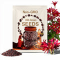 8 Oxblood Lily Bulbs - Rhodophiala bifida Perennial Flower - Rain Lily Hurricane Lily - Hardy Garden Blooms