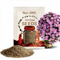 Aster dumosus (Bushy Aster) Seeds-China Aster - Open-Pollinated - Asian Garden~ Organic - Heirloom - Mix Seeds to Plant -  #8048